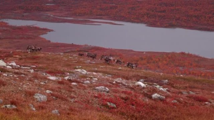 在瑞典萨雷克国家公园的湖边漫游的驯鹿群