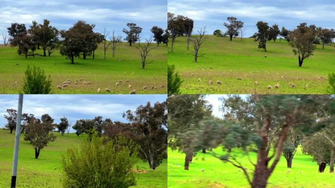 澳大利亚新南威尔士州的澳大利亚农场乡村一侧。从汽车以每小时110公里的速度