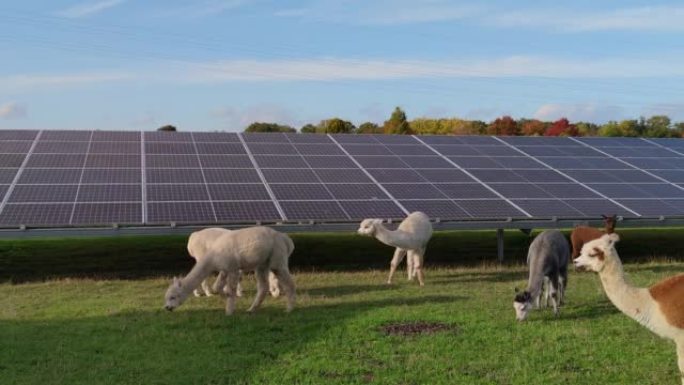 荷兰大型太阳能电池板公园内有动物