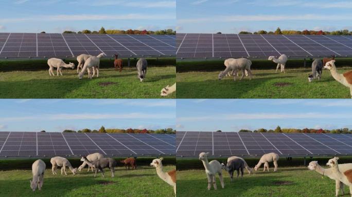 荷兰大型太阳能电池板公园内有动物