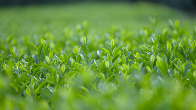 4K茶园里采茶灌溉