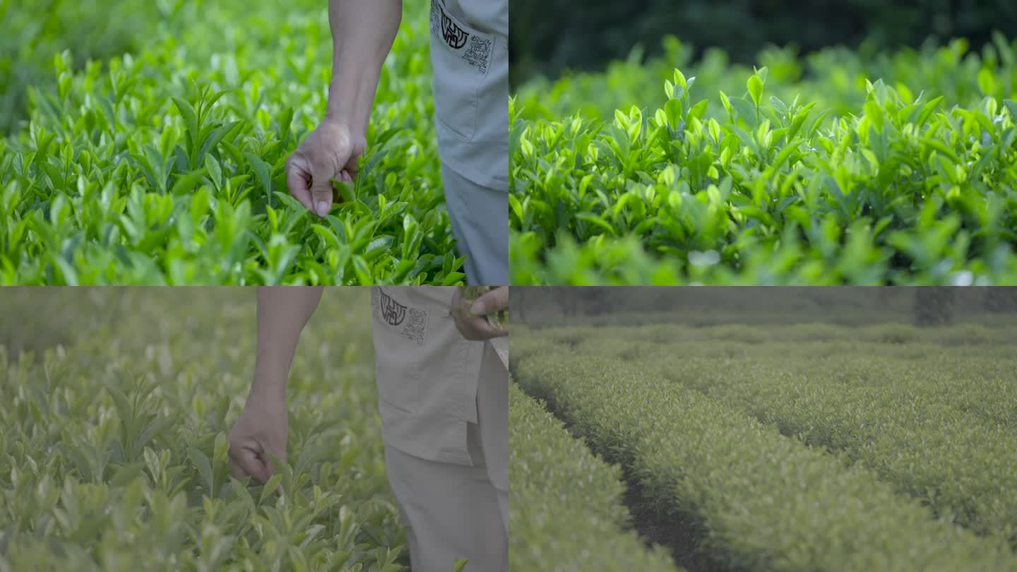 4K茶园里采茶灌溉