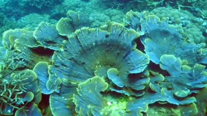 原始珊瑚礁上餐桌珊瑚形成的美丽例子