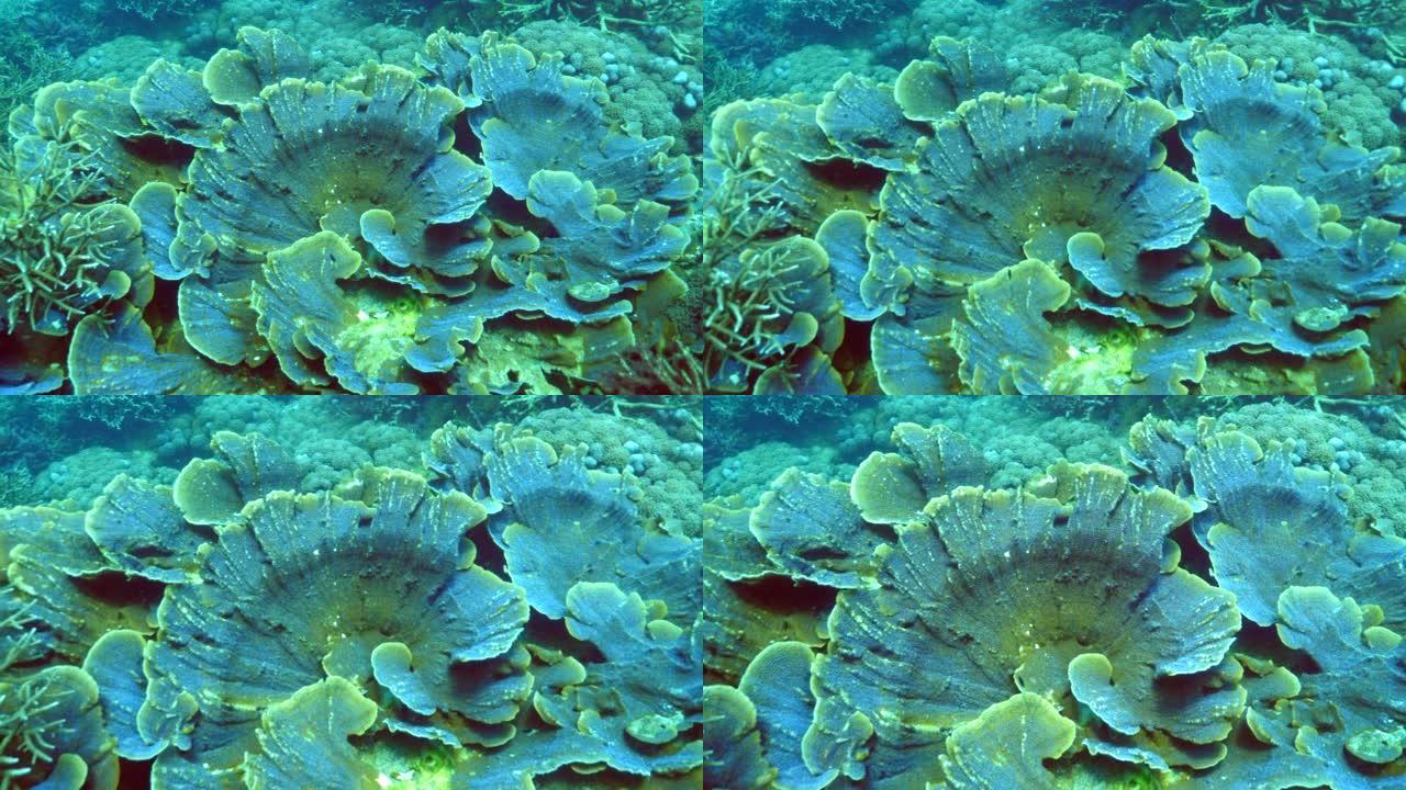 原始珊瑚礁上餐桌珊瑚形成的美丽例子