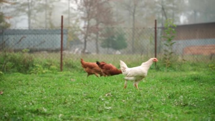 家鸡走在农村房子的后院，啄食绿草。
