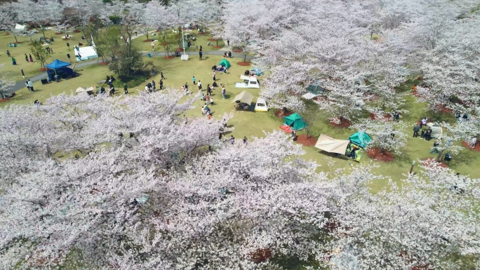 春樱花顾村公园