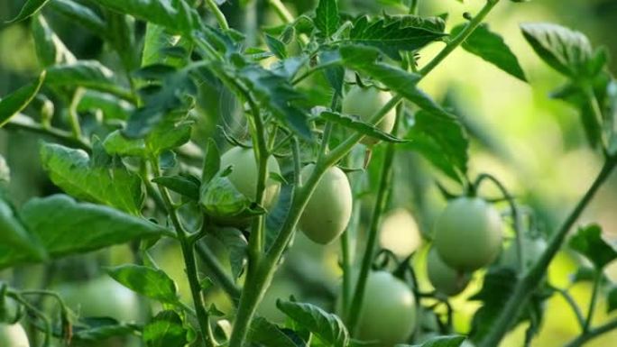 未成熟的绿色西红柿。番茄种植。在花园里种植精选的番茄。灌木丛上不成熟的一堆绿色西红柿。食品生产概念。