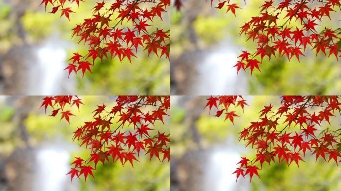 用秋叶和瀑布想象日本的视频