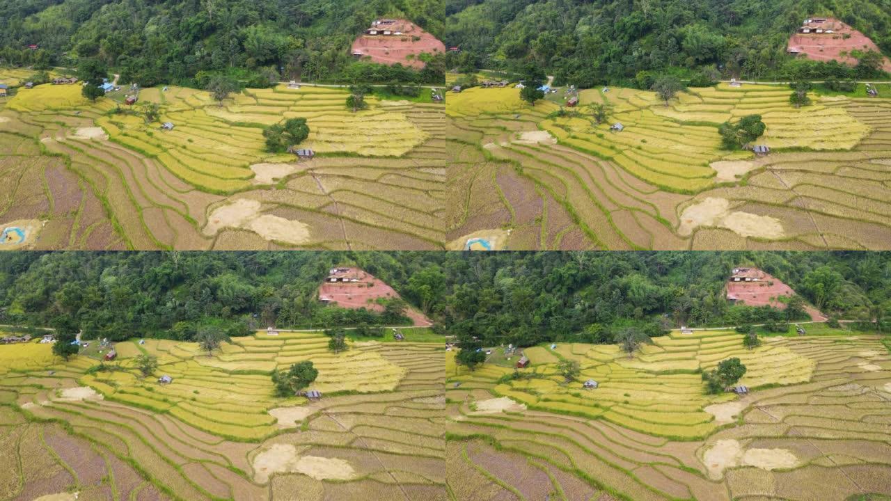 空中看稻田梯田，山上有水稻种植