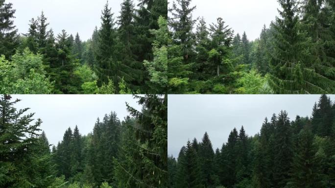 山区有阴雨天气。烟雾弥漫在松树森林上。雾蒙蒙日山上云杉林木的航拍画面。美丽森林的晨雾。