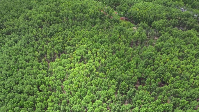 植物生态 森林氧吧森林避暑 休闲时光康养