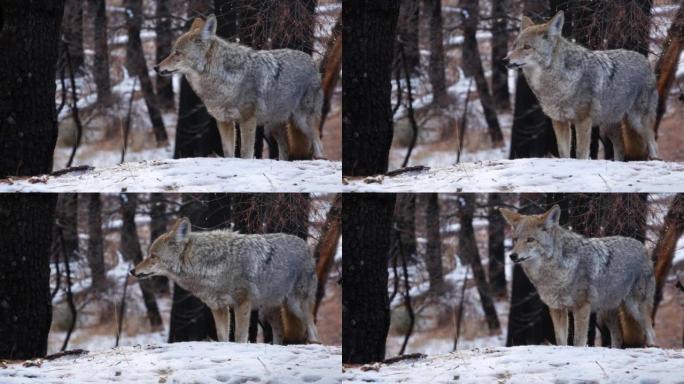 野狼，土狼或土狼，冬季雪原，加利福尼亚野生动物区系，美国