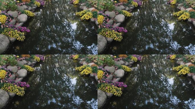 美丽的菊花和水中森林的倒影，阳光明媚的秋天风景，4k慢镜头。