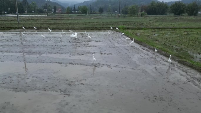 春耕  春分春雨  乡村田园  田园生态