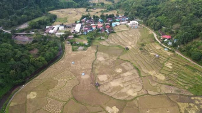 空中看稻田梯田，山上有水稻种植