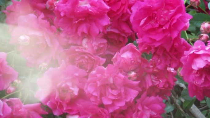 粉红玫瑰背景与bokeh灯光效果