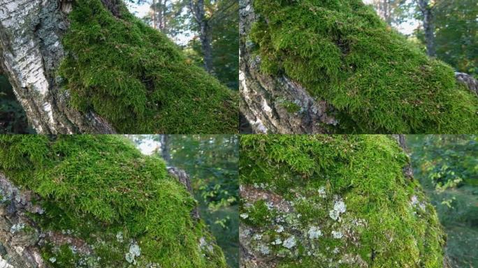 森林中的老桦树树干上的绿色苔藓