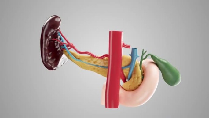 具有胆囊，十二指肠，脾脏和血管的人类胰腺的逼真3d动画