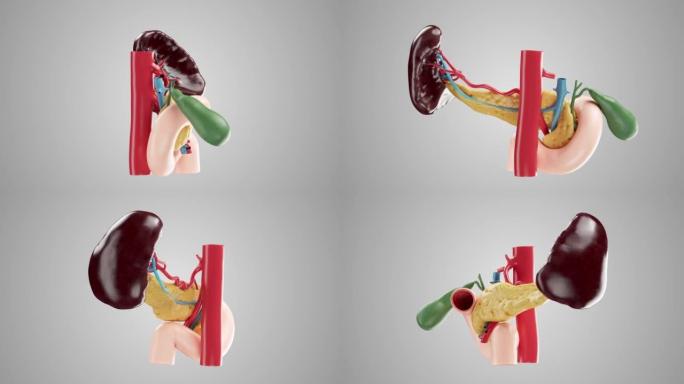具有胆囊，十二指肠，脾脏和血管的人类胰腺的逼真3d动画