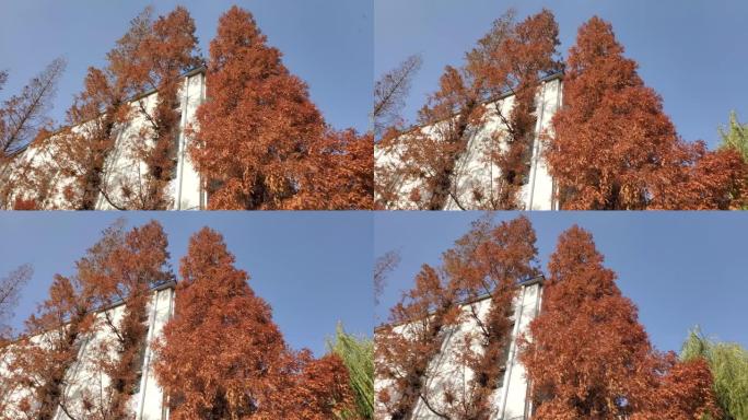 风吹过秋天的水杉。