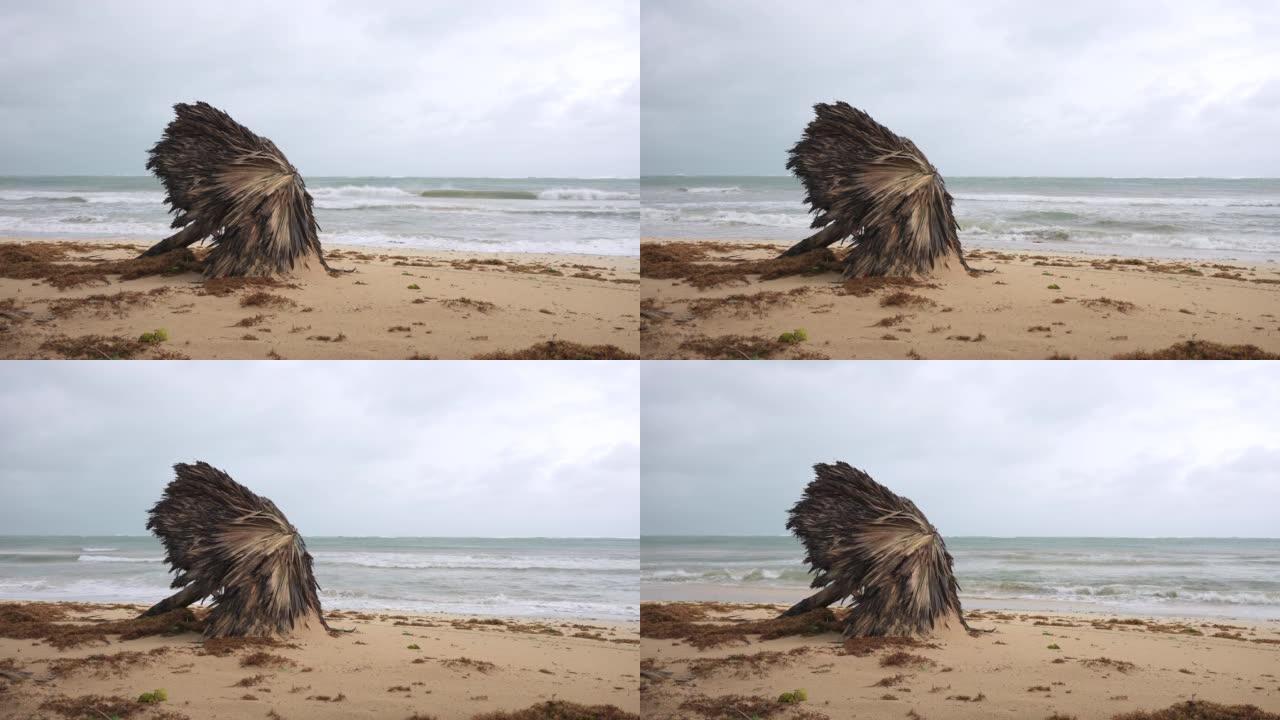 暴风雨过后的热带海滩。在刮风的天气中，由棕榈叶制成的落伞会冲向海岸海浪。澳门台风过后的海滨