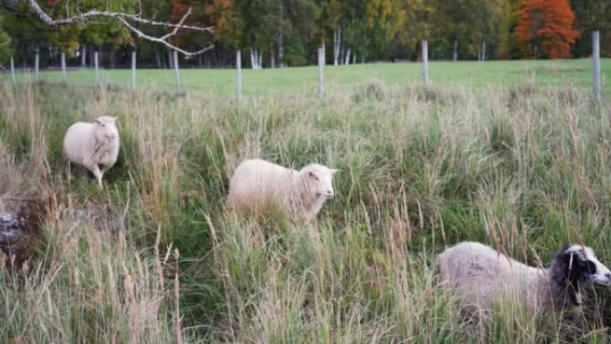 五只羊在草地上奔跑。