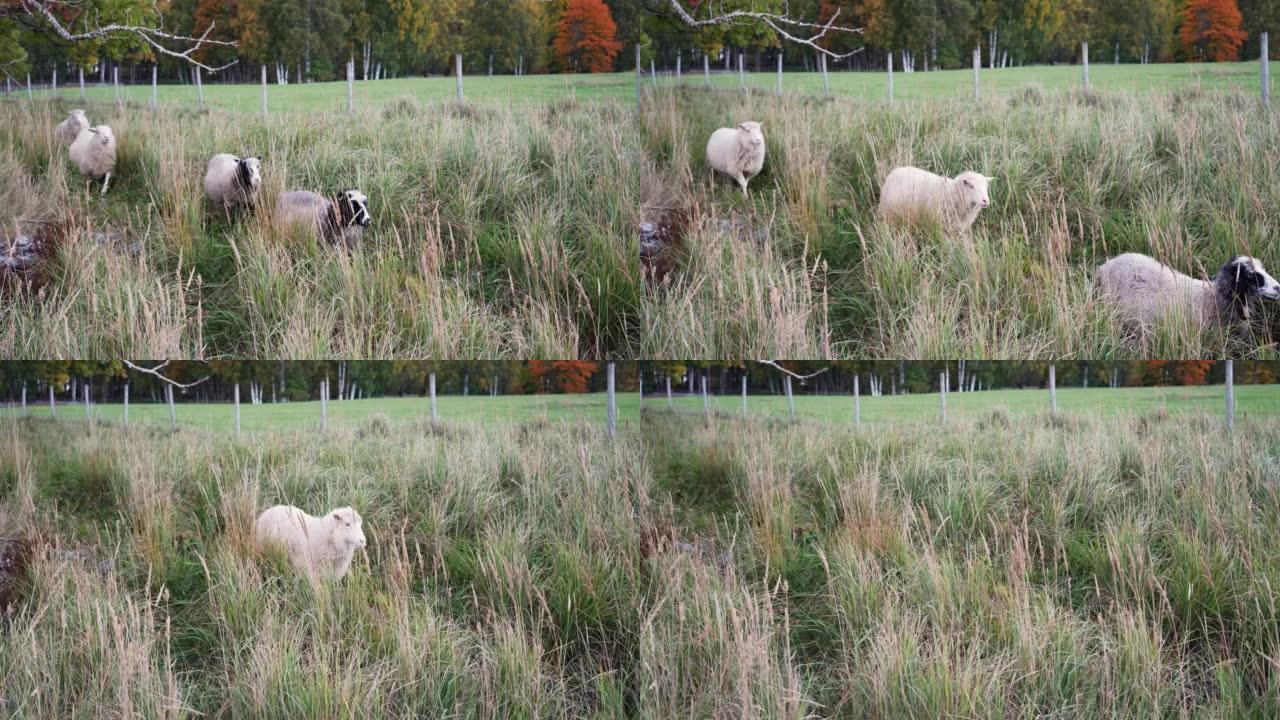 五只羊在草地上奔跑。