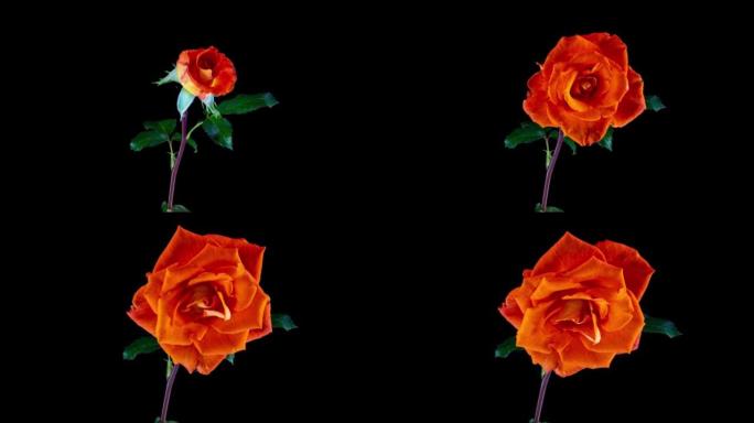美丽的红玫瑰花朵背景。盛开的玫瑰花开放，延时，特写。婚礼背景，情人节，节日，爱情，生日设计概念。顶视