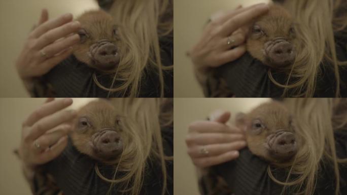 小猪脸被拥抱的特写镜头