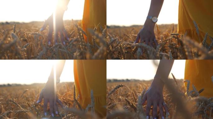 雌性手触摸黄色成熟小麦的耳朵，背景是明亮的阳光。无忧无虑的女孩沿着谷物田散步，享受户外休闲。农业或夏