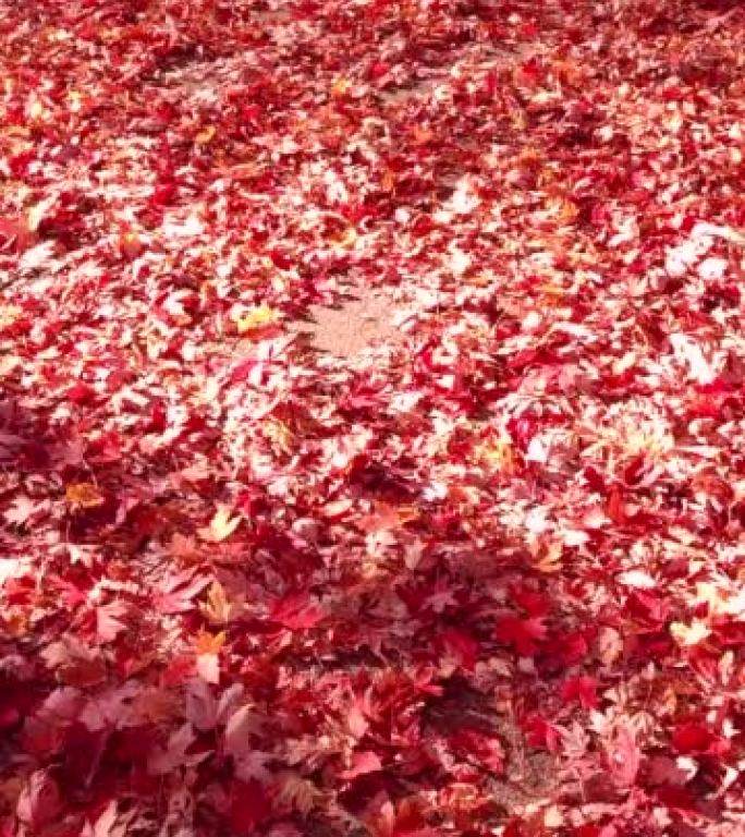 被掉落的红色枫叶覆盖的小径