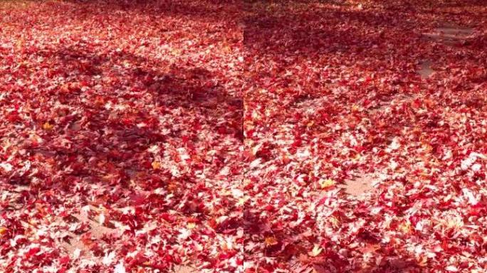 被掉落的红色枫叶覆盖的小径