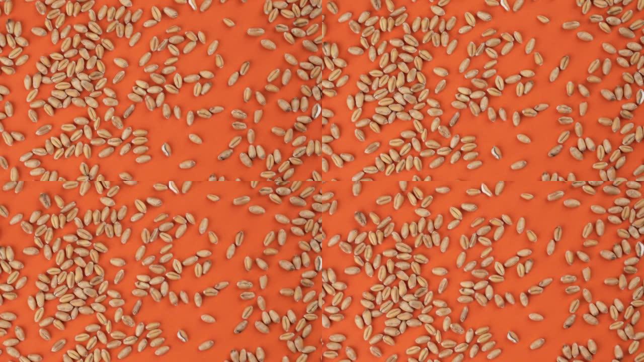 五颜六色的亮橙色背景上的小麦种子。顶视图