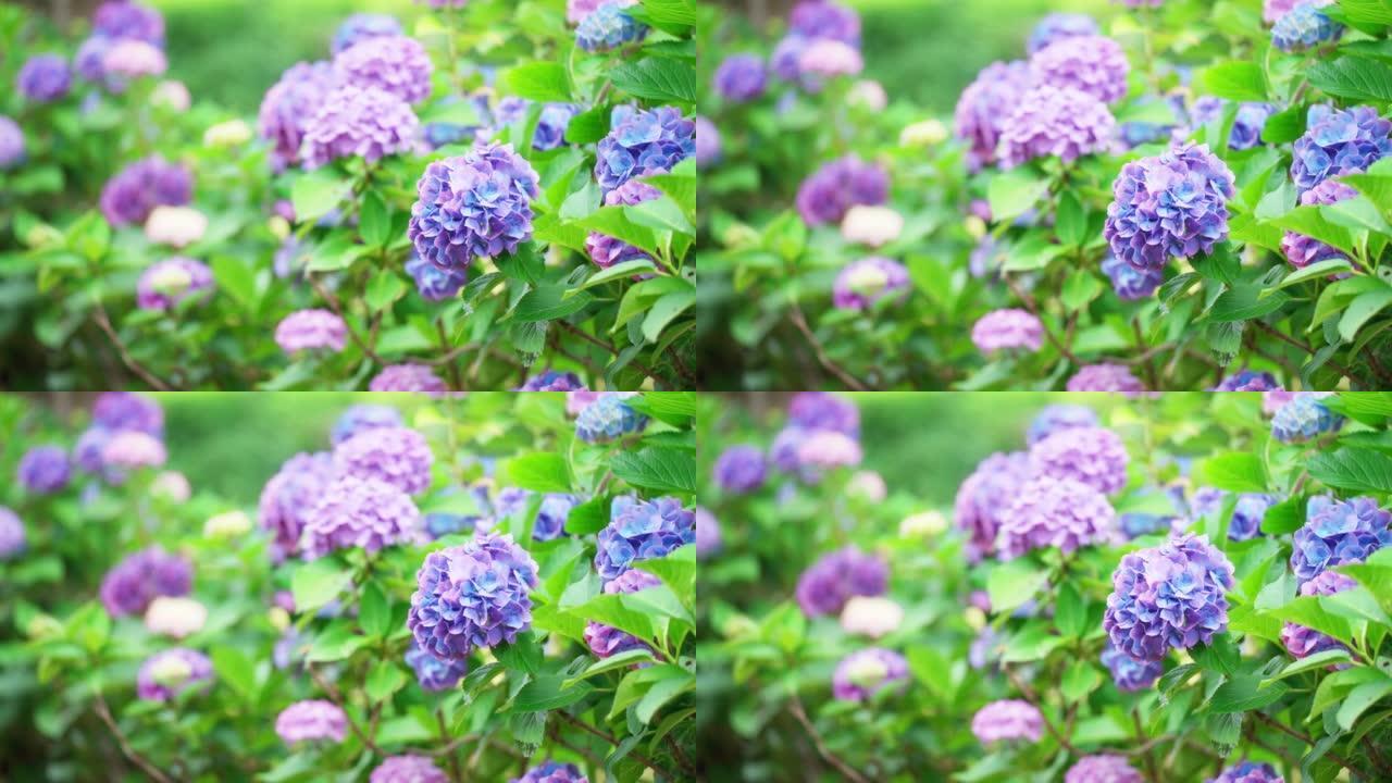 美丽的紫色绣球花