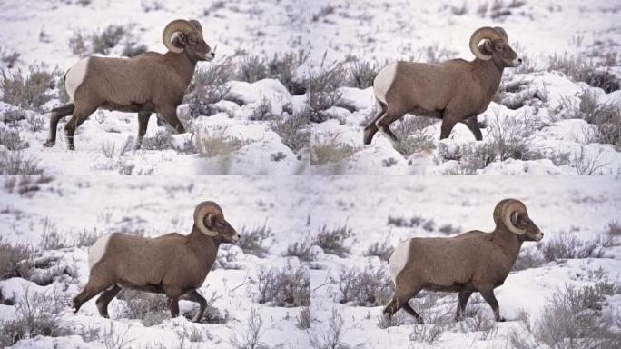怀俄明州荒野中的大角羊公羊在雪地中行走