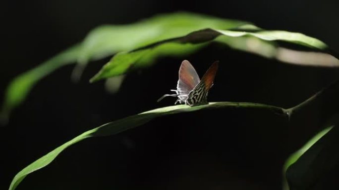 新加坡多彩蝴蝶停在绿叶上的彩蝶阳光照在彩