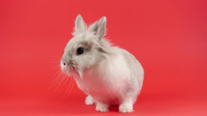 装饰家兔坐在红色背景上。可爱的小兔子环顾四周。健康动物和宠物概念。复活节。新年符号2023