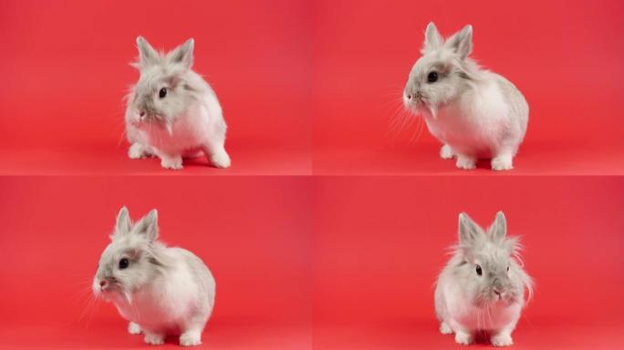 装饰家兔坐在红色背景上。可爱的小兔子环顾四周。健康动物和宠物概念。复活节。新年符号2023