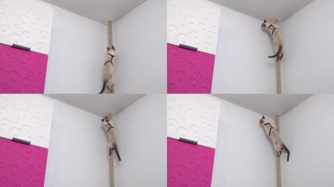 泰国猫寻找激光笔的红点。有趣的视频。