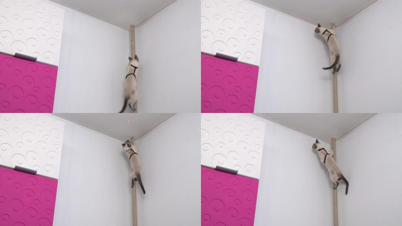 泰国猫寻找激光笔的红点。有趣的视频。
