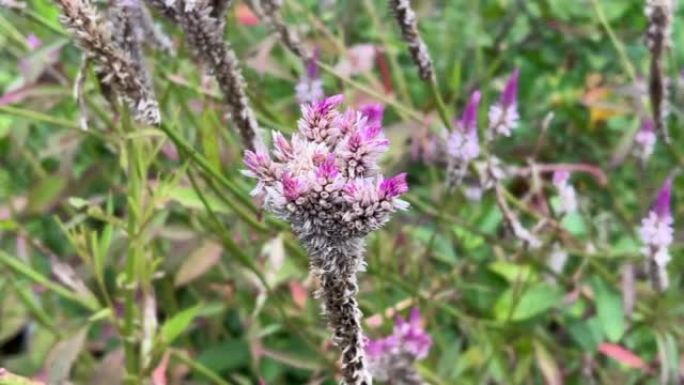 自然花园中的celosia argentea花