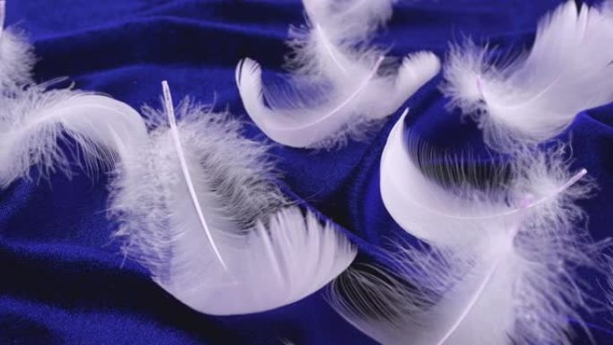 蓝色天鹅绒上的白色天鹅羽毛。