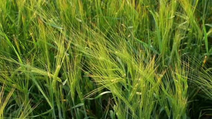 绿色的麦田。选择性聚焦，模糊。春季背景。田间鲜绿的小麦。夏天的象征
