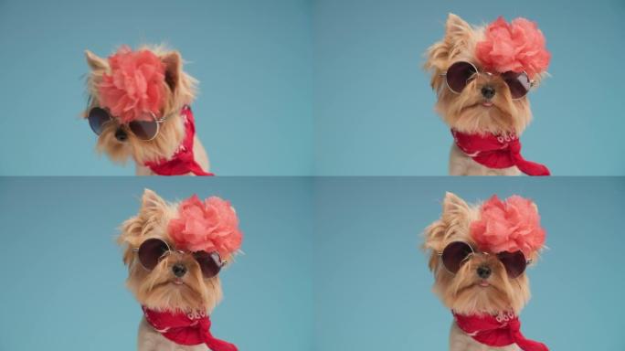 时尚约克夏犬头上戴着橙色花朵，脖子上戴着太阳镜和红色头巾，伸出舌头，坐在蓝色背景上