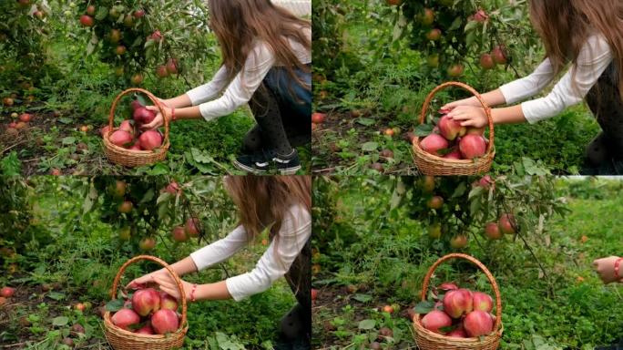 孩子在花园里摘苹果。选择性聚焦。孩子。