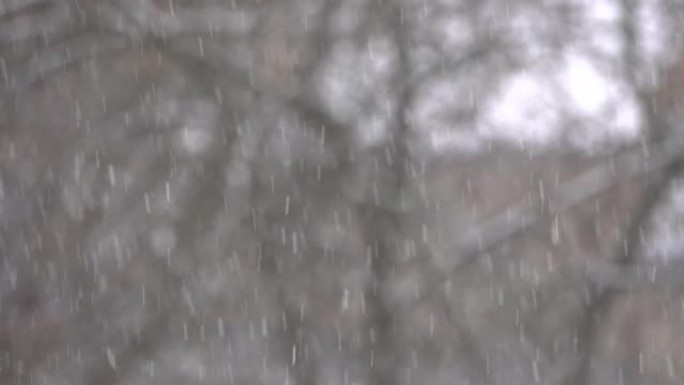 雪花落在模糊的树木背景上。