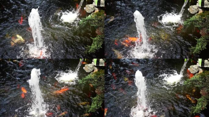 锦鲤鱼在池塘和喷泉流中游泳