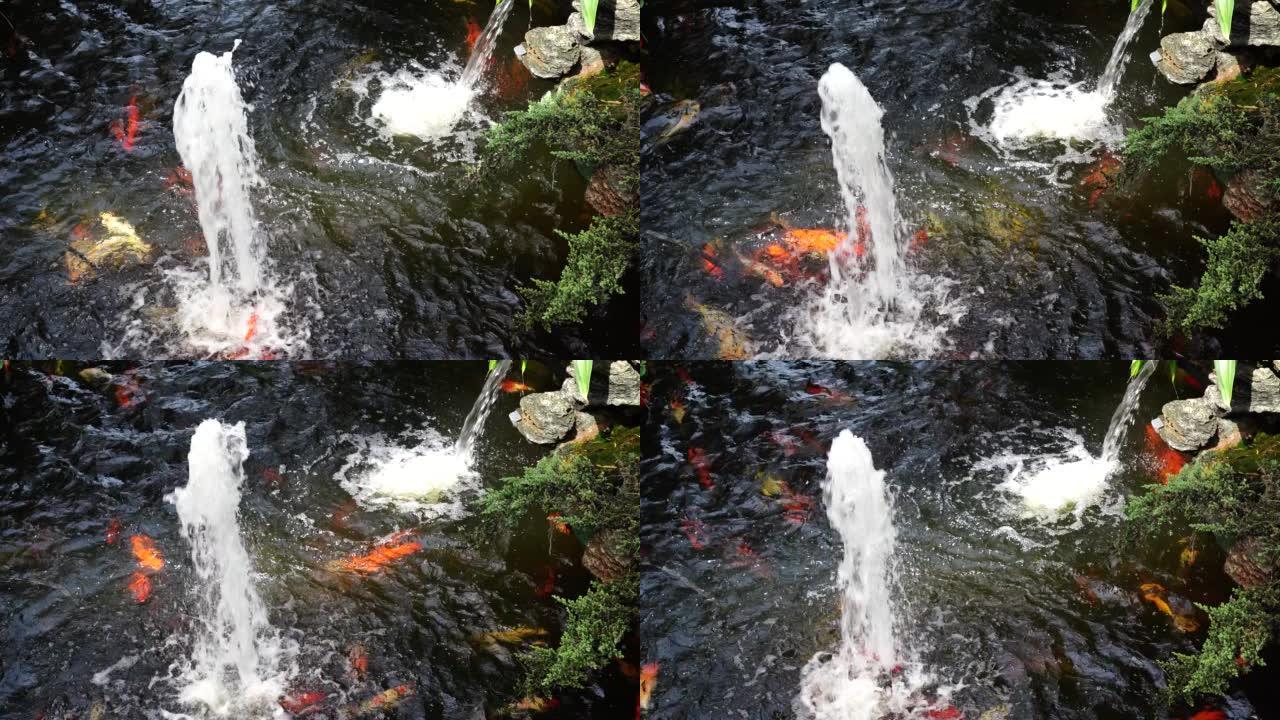 锦鲤鱼在池塘和喷泉流中游泳
