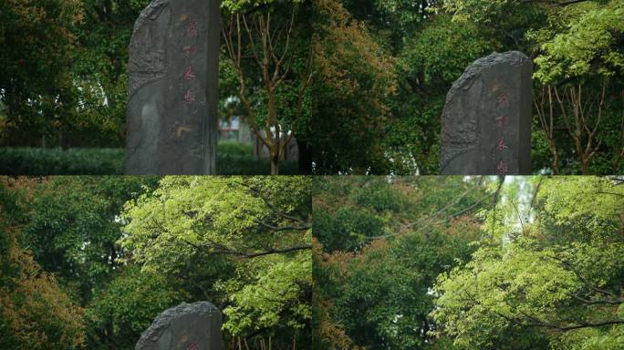 杭州钱王祠春季清明节雨天古建筑自然唯美