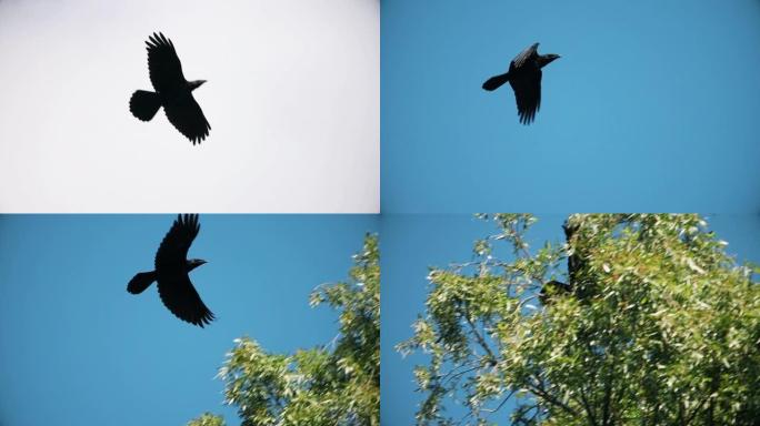 黑乌鸦飞过天空，飞成树枝